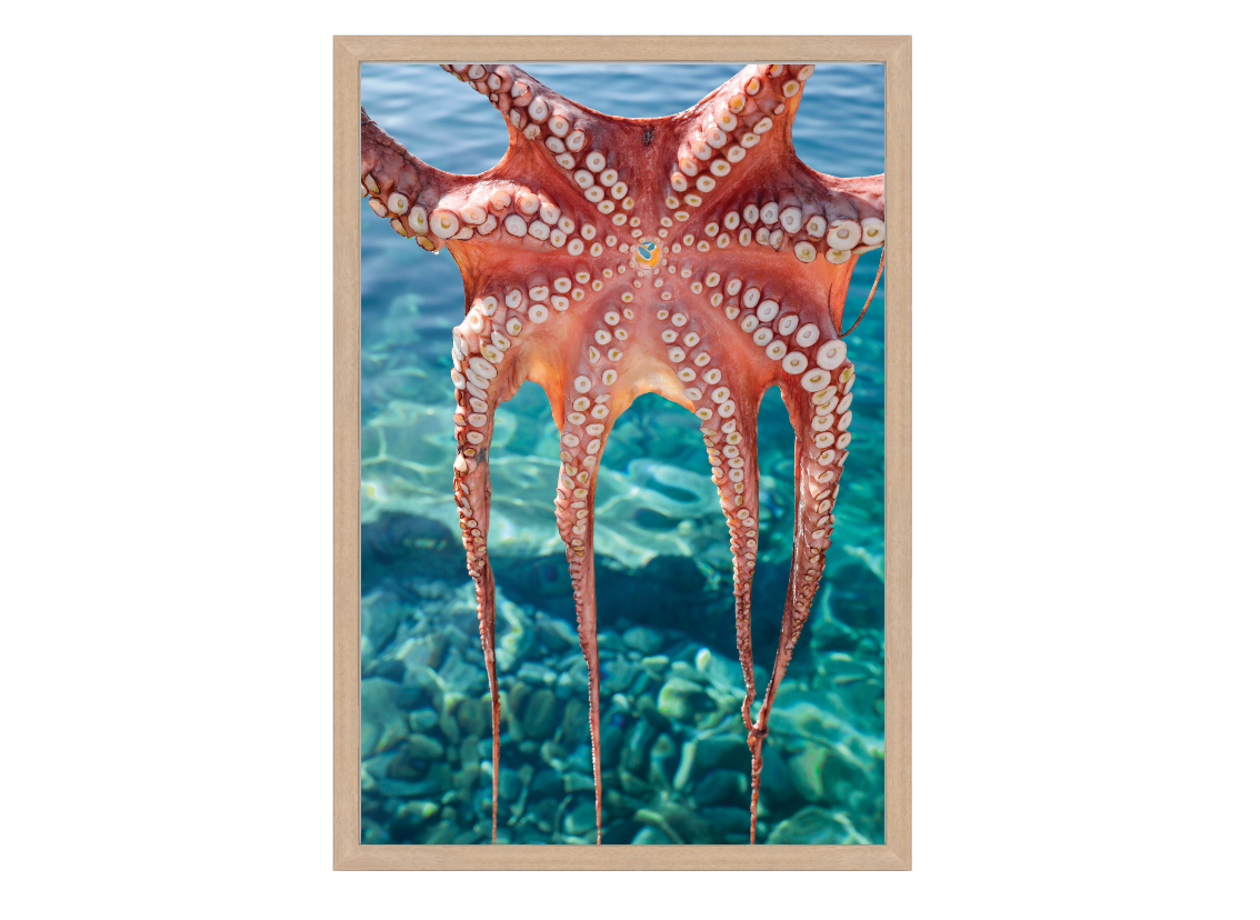 Octopus