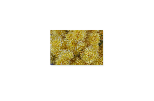 Yellow [Block Mount]